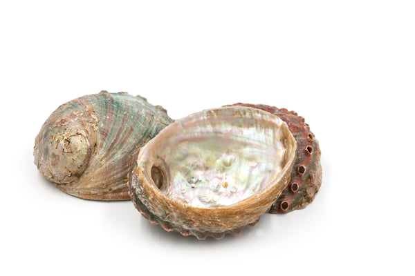 Pink and Green Corrugated Abalone Shell